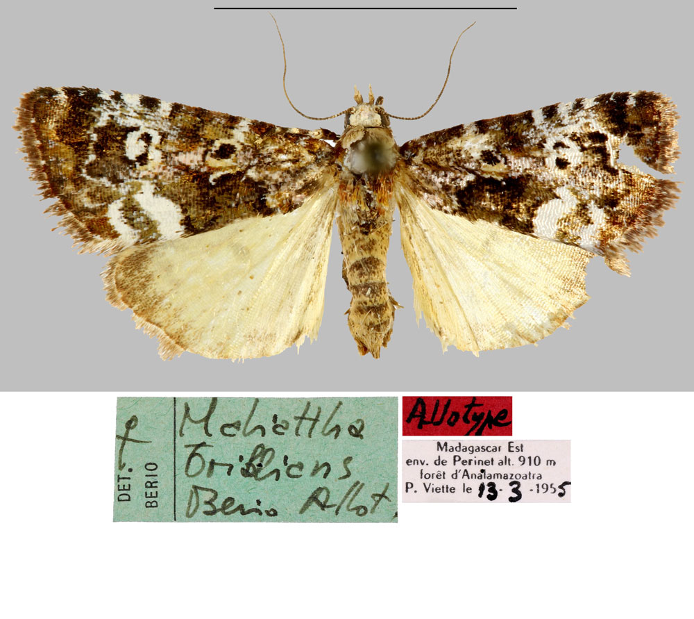 /filer/webapps/moths/media/images/B/brillians_Maliattha_AT_MNHN.jpg
