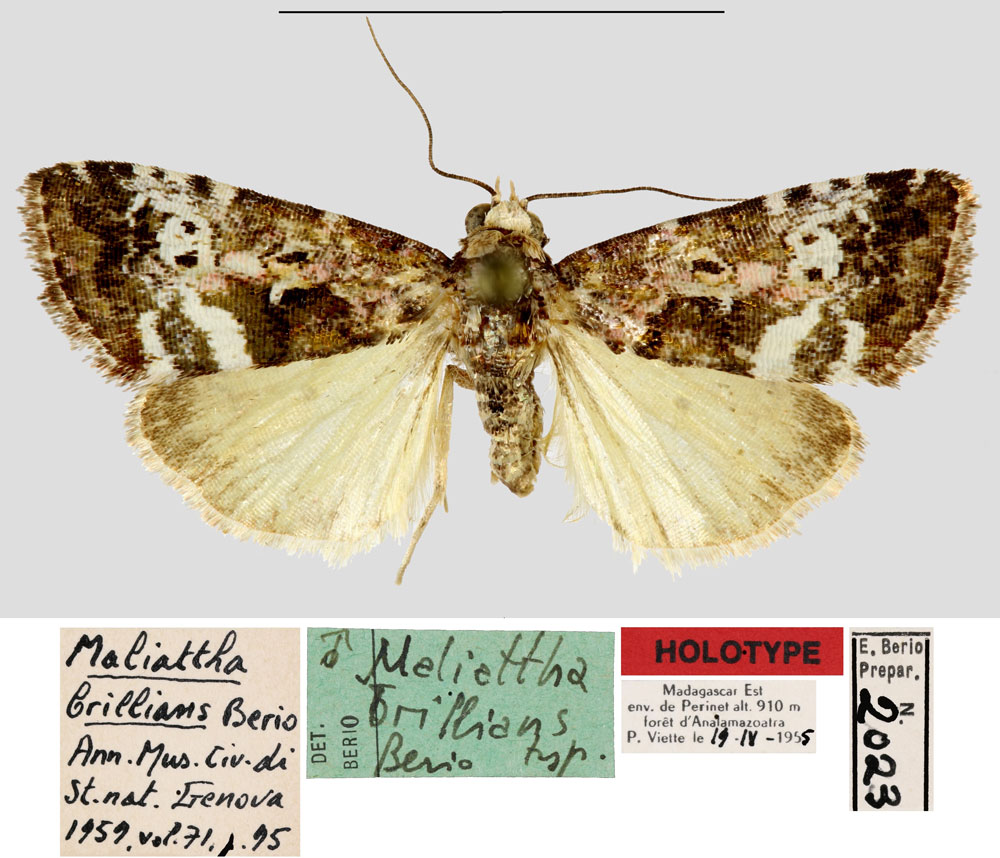 /filer/webapps/moths/media/images/B/brillians_Maliattha_HT_MNHN.jpg