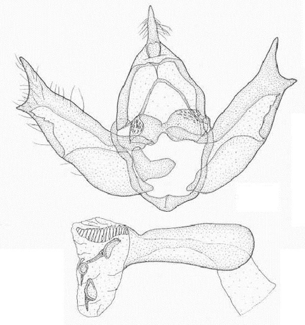 /filer/webapps/moths/media/images/B/brincki_Grammoscelis_GMHT_TMSA.jpg