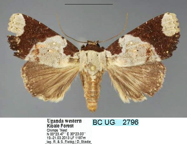 /filer/webapps/moths/media/images/B/briola_Acontia_AF_Fiebig_01.jpg