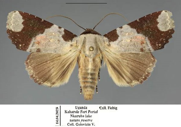 /filer/webapps/moths/media/images/B/briola_Acontia_AF_Fiebig_02.jpg