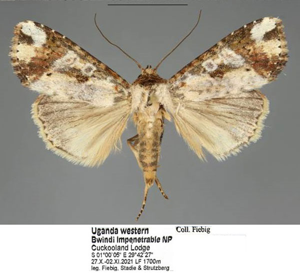 /filer/webapps/moths/media/images/B/briola_Acontia_AM_Fiebig_01.jpg
