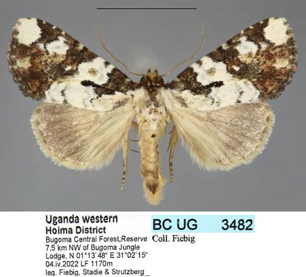 /filer/webapps/moths/media/images/B/briola_Acontia_AM_Fiebig_02.jpg