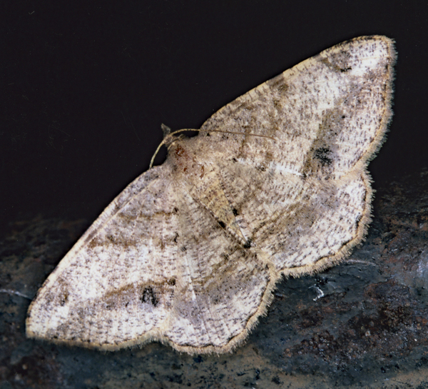 /filer/webapps/moths/media/images/B/brongusaria_Chiasmia_A_Roland_01.jpg