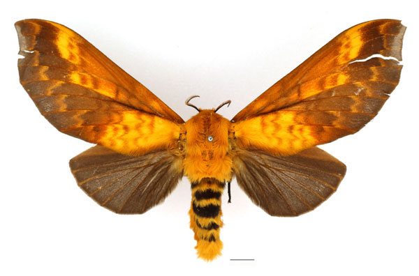 /filer/webapps/moths/media/images/B/brotoessa_Gonopacha_AF_Basquin_01.jpg