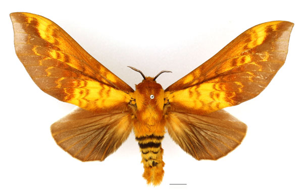 /filer/webapps/moths/media/images/B/brotoessa_Gonopacha_AF_Basquin_02.jpg