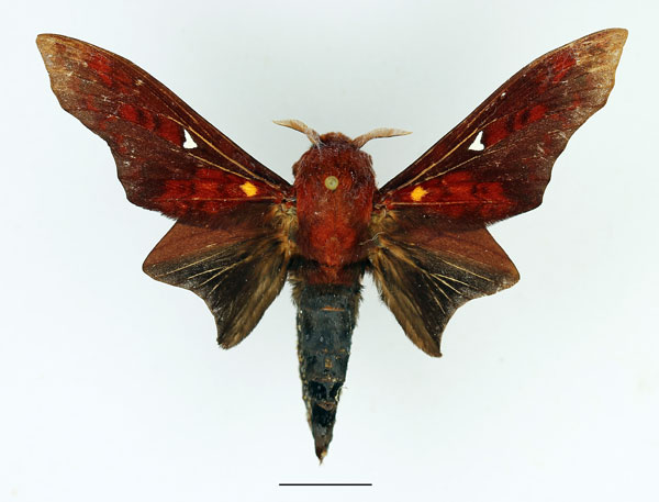 /filer/webapps/moths/media/images/B/brotoessa_Gonopacha_AM_Basquin_01.jpg