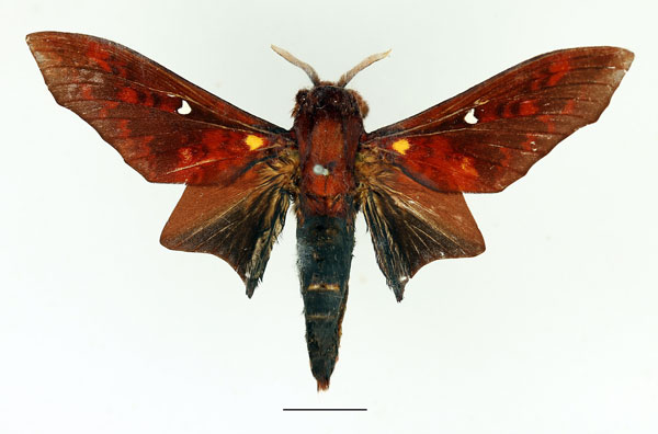 /filer/webapps/moths/media/images/B/brotoessa_Gonopacha_AM_Basquin_02.jpg