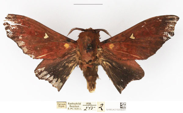 /filer/webapps/moths/media/images/B/brotoessa_Gonopacha_AM_NHMUK.jpg