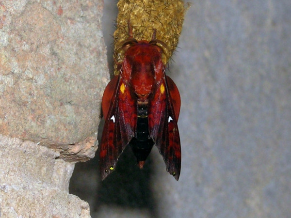 /filer/webapps/moths/media/images/B/brotoessa_Gonopacha_A_Zolotuhin.jpg
