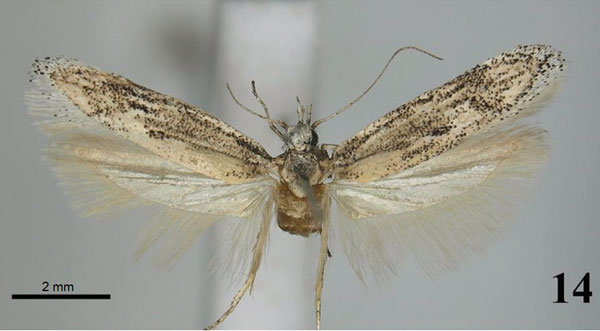 /filer/webapps/moths/media/images/B/brumale_Tricerophora_PT_KLMK.jpg