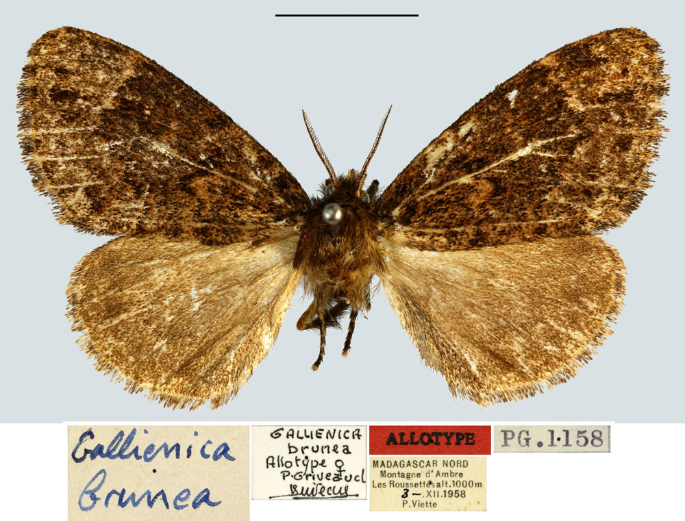 /filer/webapps/moths/media/images/B/brunea_Gallienica_AT_MNHN.jpg