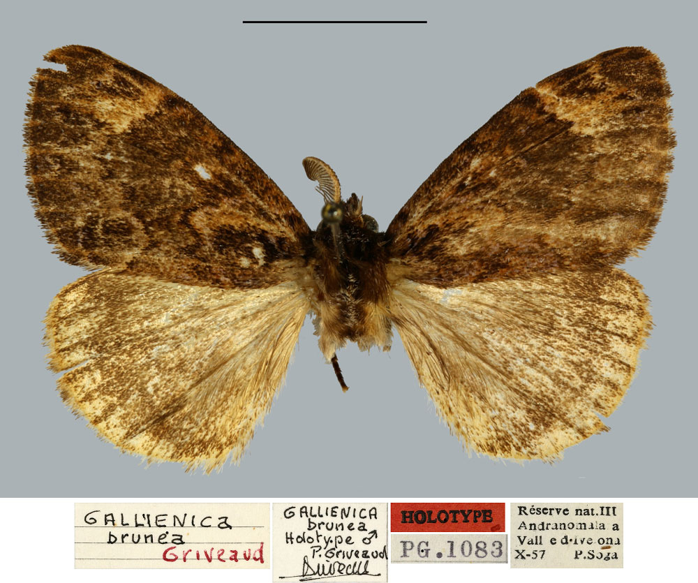 /filer/webapps/moths/media/images/B/brunea_Gallienica_HT_MNHN.jpg