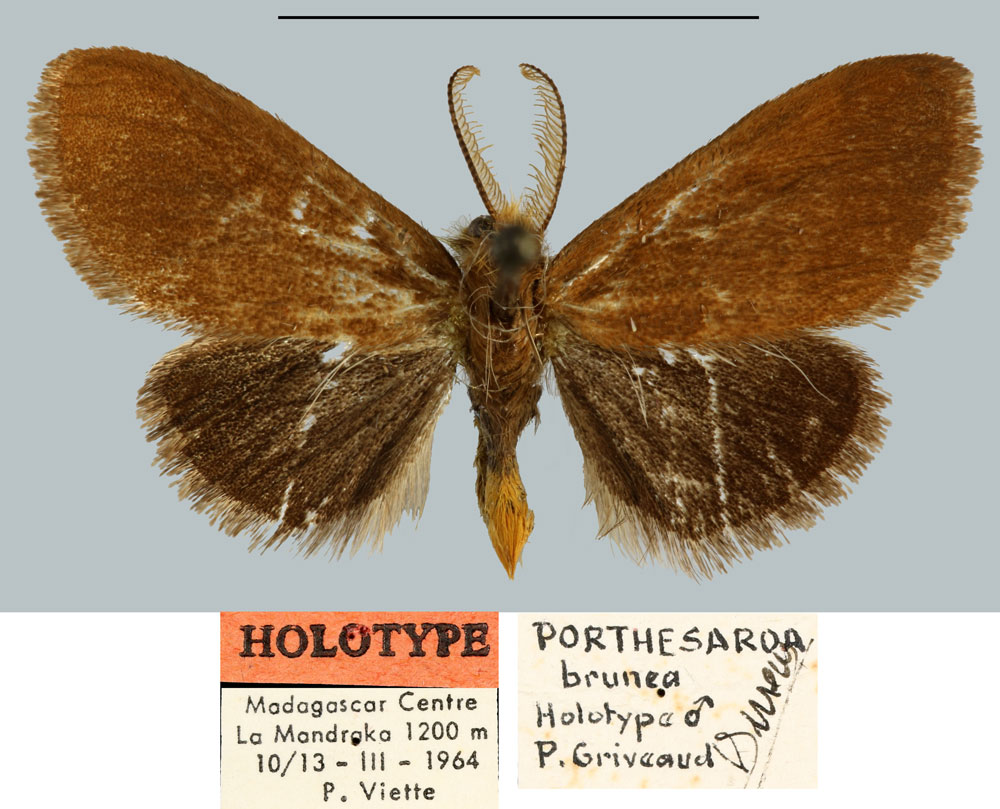 /filer/webapps/moths/media/images/B/brunea_Porthesaroa_HT_MNHN.jpg