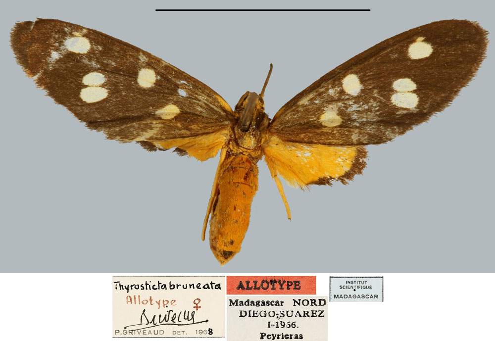 /filer/webapps/moths/media/images/B/bruneata_Thyrosticta_AT_MNHN.jpg