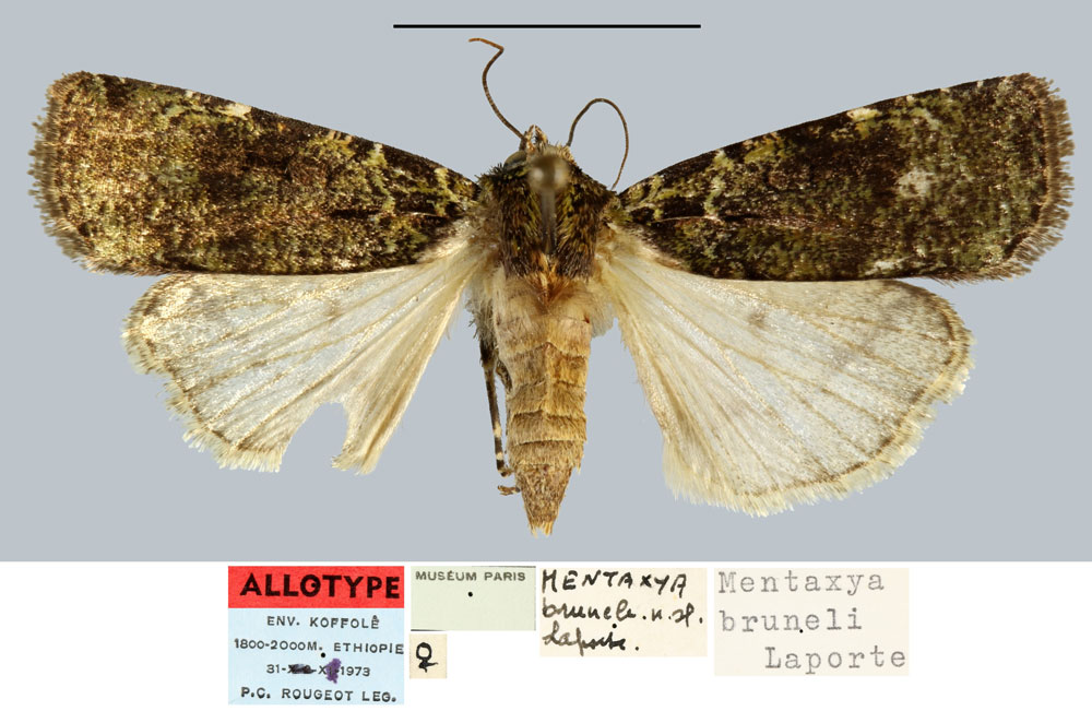 /filer/webapps/moths/media/images/B/bruneli_Mentaxya_AT_MNHN.jpg
