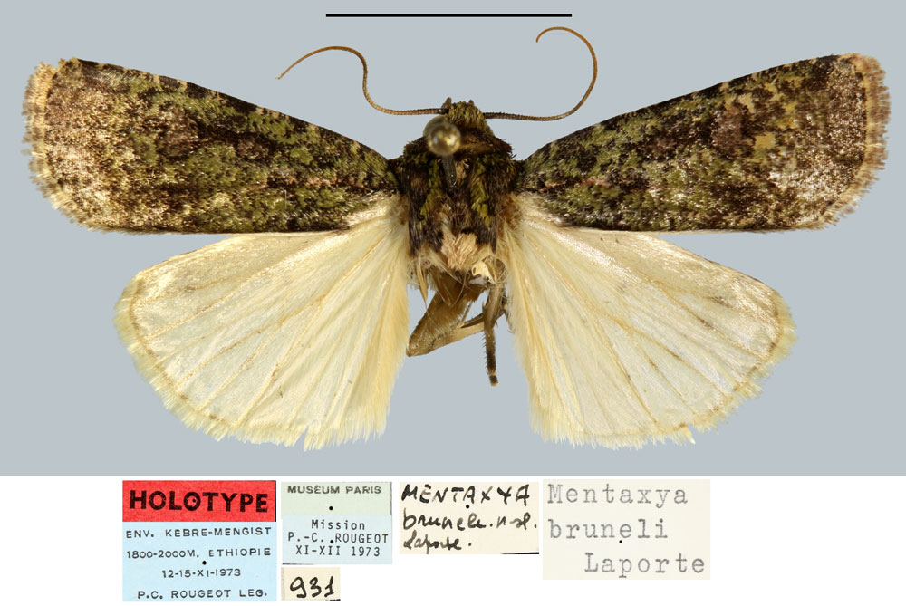 /filer/webapps/moths/media/images/B/bruneli_Mentaxya_HT_MNHN.jpg