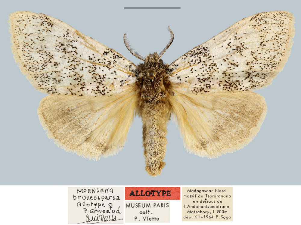 /filer/webapps/moths/media/images/B/bruneosparsa_Mpanjaka_AT_MNHN.jpg