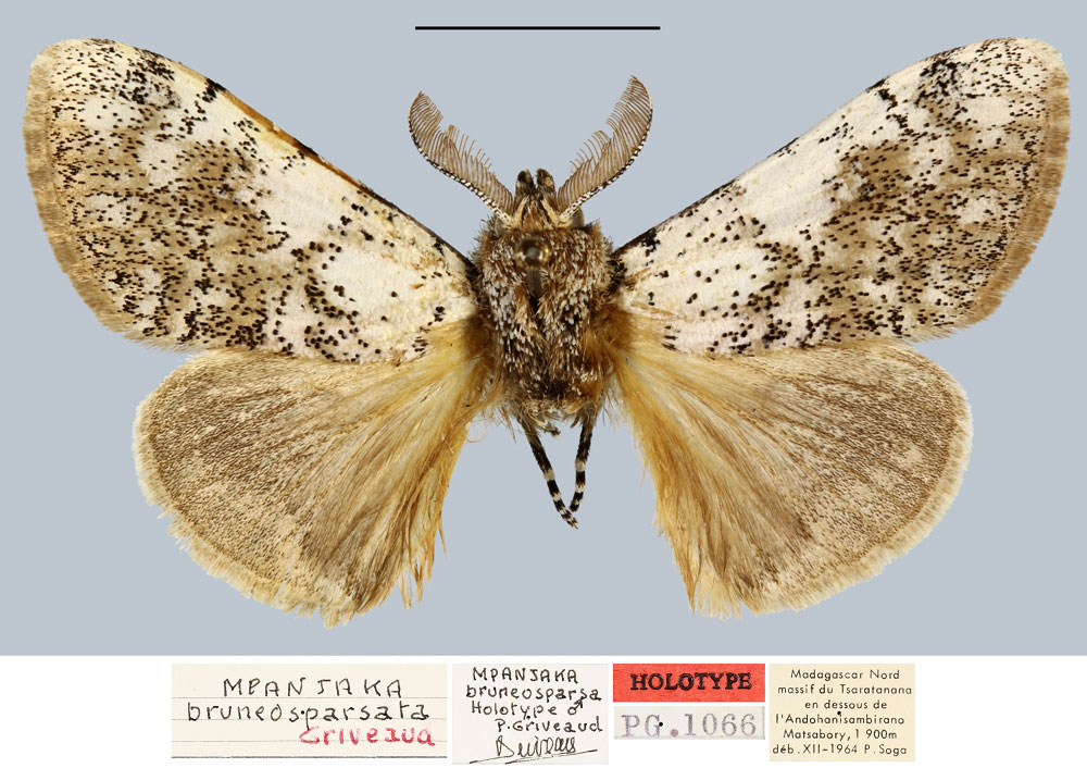 /filer/webapps/moths/media/images/B/bruneosparsa_Mpanjaka_HT_MNHN.jpg