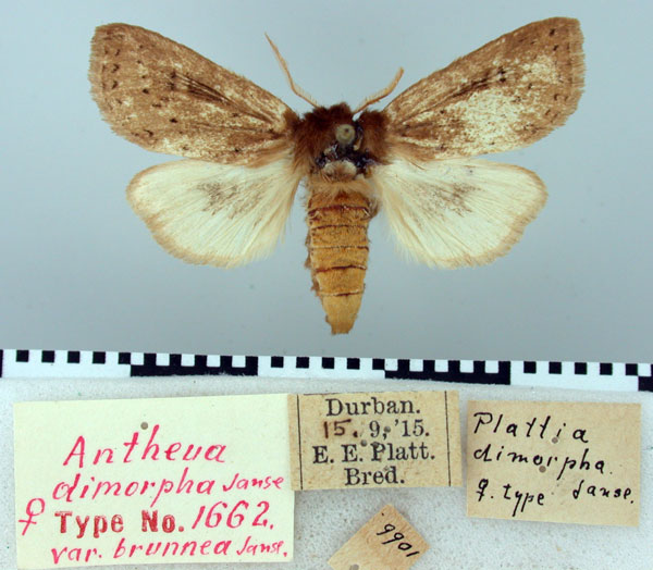 /filer/webapps/moths/media/images/B/brunnea_Antheua_HT_TMSA.jpg