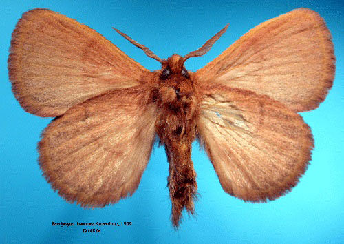 /filer/webapps/moths/media/images/B/brunnea_Bombycopsis_HT_SNHMb.jpg