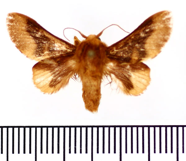 /filer/webapps/moths/media/images/B/brunnea_Fletcherodes_AM_BMNH.jpg