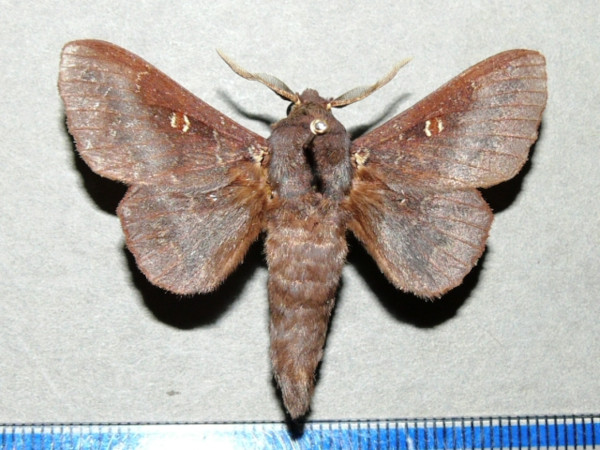 /filer/webapps/moths/media/images/B/brunnea_Mimopacha_AM_Goffa_01.jpg