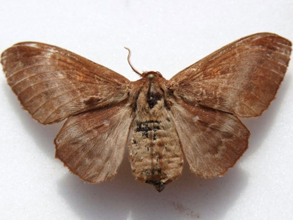 /filer/webapps/moths/media/images/B/brunnea_Mimopacha_A_Goff.jpg