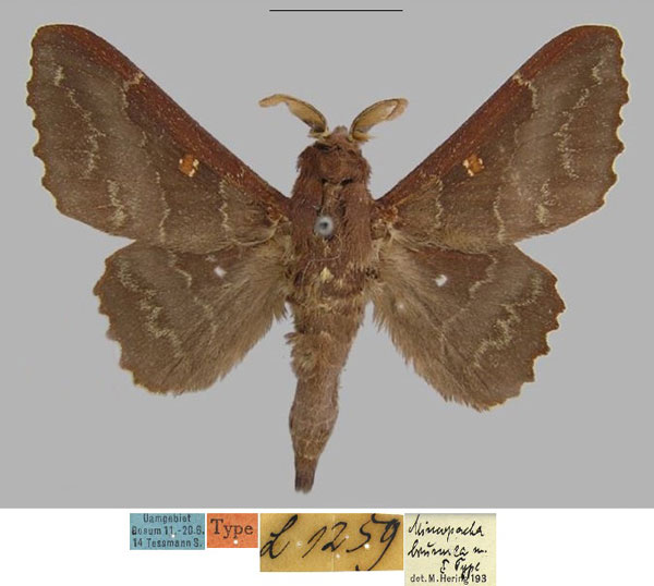 /filer/webapps/moths/media/images/B/brunnea_Mimopacha_HT_MfN.jpg