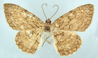 /filer/webapps/moths/media/images/B/brunnea_Morabia_HT_ZSMa.jpg