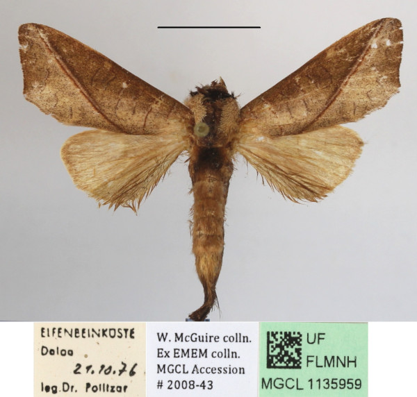 /filer/webapps/moths/media/images/B/brunnea_Peratodonta_A_MGCLa_01.JPG