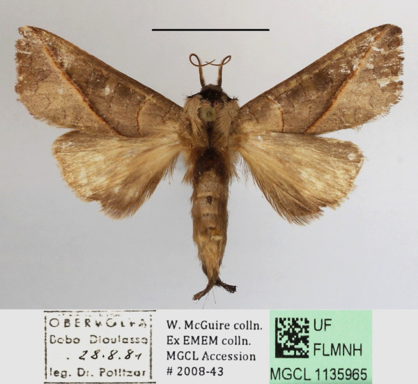 /filer/webapps/moths/media/images/B/brunnea_Peratodonta_A_MGCLa_03.JPG