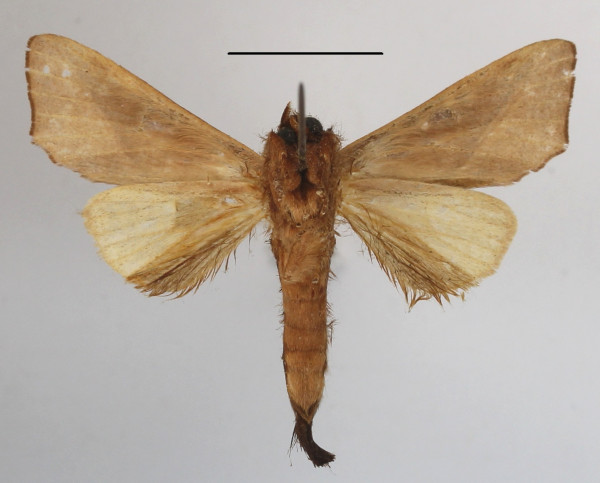 /filer/webapps/moths/media/images/B/brunnea_Peratodonta_A_MGCLb_01.JPG