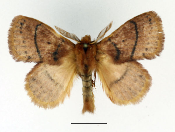 /filer/webapps/moths/media/images/B/brunnea_Philotherma_AM_Basquin_01.jpg