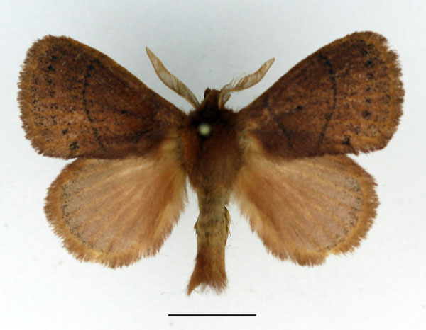 /filer/webapps/moths/media/images/B/brunnea_Philotherma_AM_Basquin_02.jpg