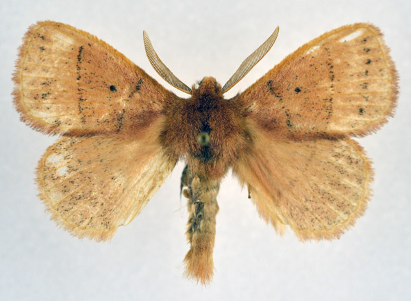 /filer/webapps/moths/media/images/B/brunnea_Philotherma_AM_NHMO_02.jpg