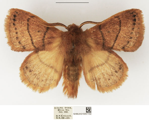 /filer/webapps/moths/media/images/B/brunnea_Philotherma_AM_NHMUK.jpg
