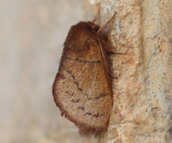 /filer/webapps/moths/media/images/B/brunnea_Philotherma_A_Voaden.jpg