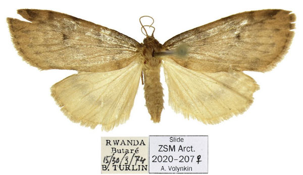 /filer/webapps/moths/media/images/B/brunnea_Thumatha_AF_ZSM.jpg