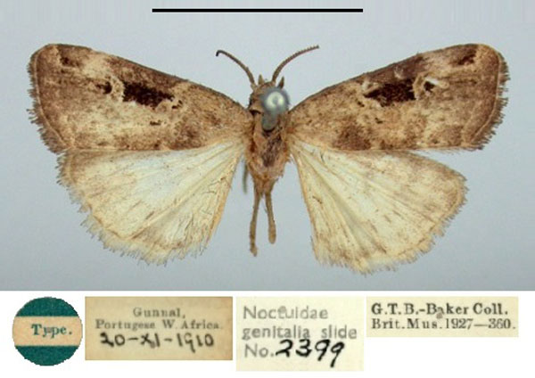 /filer/webapps/moths/media/images/B/brunneaplaga_Xanthograpta_HT_BMNH.jpg