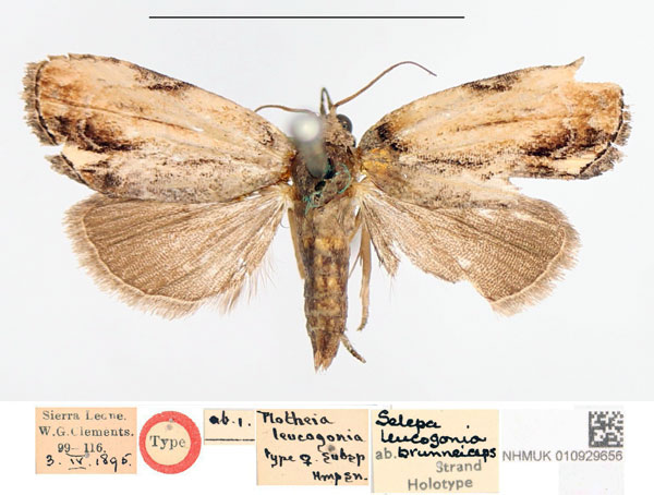 /filer/webapps/moths/media/images/B/brunneiceps_Selepa_HT_NHMUK.jpg