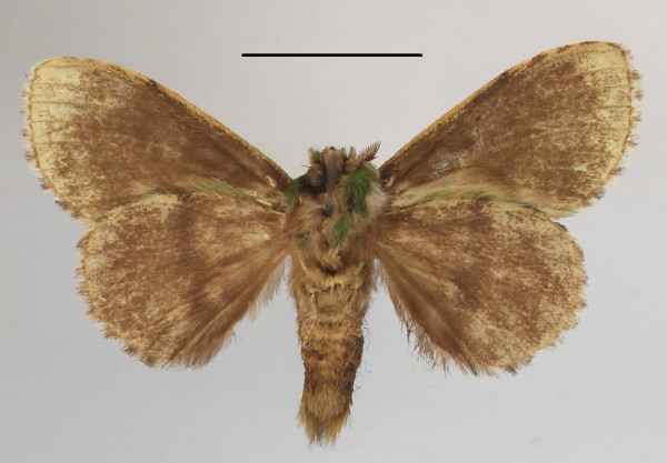 /filer/webapps/moths/media/images/B/brunneicosta_Desmeocraera_A_MGCLb_01.JPG