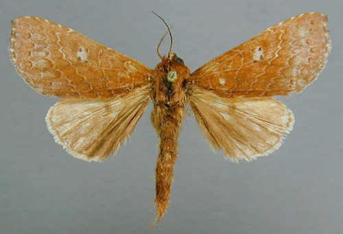 /filer/webapps/moths/media/images/B/brunneidorsa_Scranciola_PT_RMCA.jpg