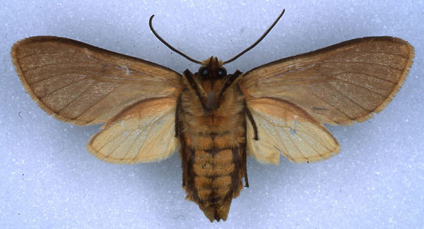 /filer/webapps/moths/media/images/B/brunneipennis_Metarctia_HT_RMCA_02.jpg