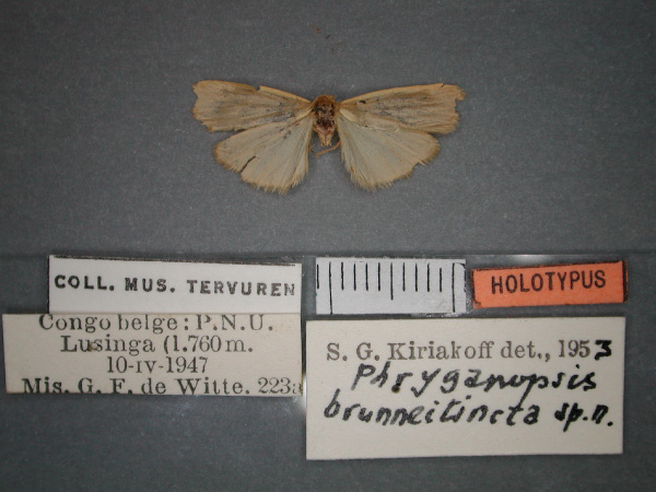 /filer/webapps/moths/media/images/B/brunneitincta_Pusiola_HT_RMCA_01.jpg