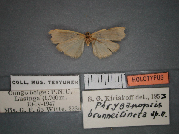 /filer/webapps/moths/media/images/B/brunneitincta_Pusiola_HT_RMCA_02.jpg
