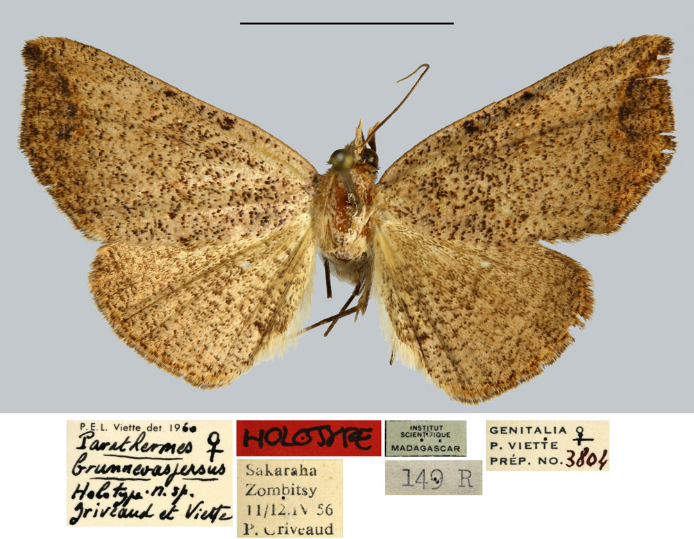 /filer/webapps/moths/media/images/B/brunneoaspersus_Parathermes_HT_MNHN.jpg