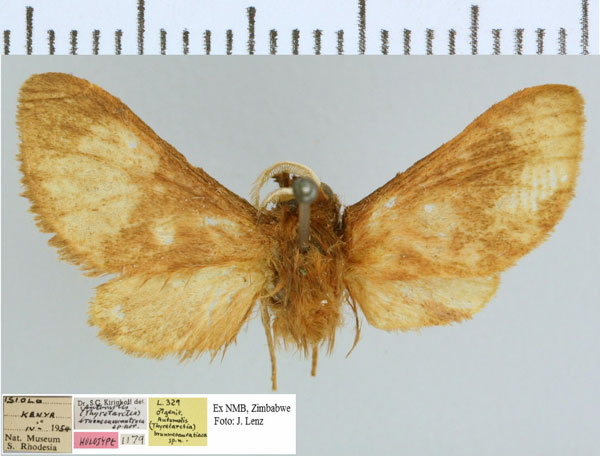 /filer/webapps/moths/media/images/B/brunneoaurantiaca_Metarctia_HT_NMB.jpg