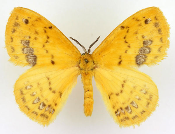 /filer/webapps/moths/media/images/B/brunneofasciata_Stenoglene_AM_Basquin.jpg