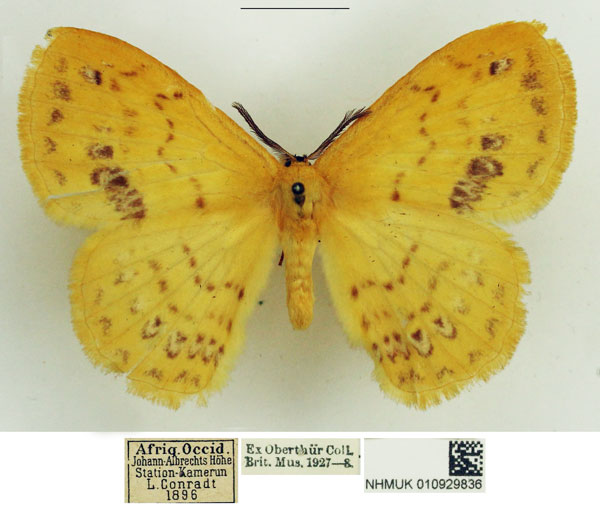 /filer/webapps/moths/media/images/B/brunneofasciata_Stenoglene_AM_NHMUK.jpg